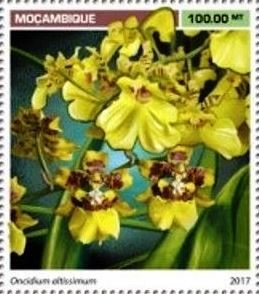 Oncidium altissimum