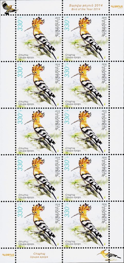 Eurasian Hoopoe (Upupa epops)