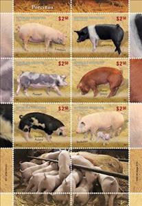 Mini Sheet, Pig Breeds, Argentina,  , Animals (Fauna), Mammals, Pigs