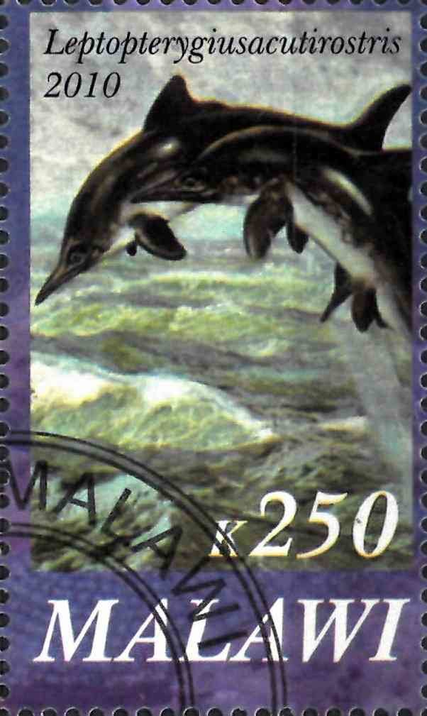 Leptopterygiusacutirostris