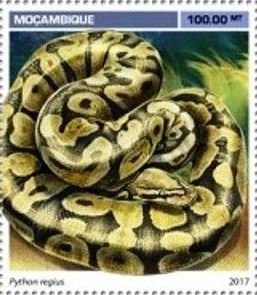 Python regius