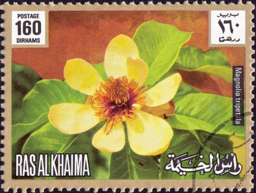 Magnolia tripetala