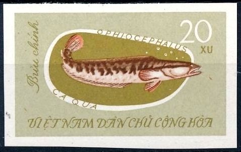 Asian Snakehead (Ophicephalus striatus)