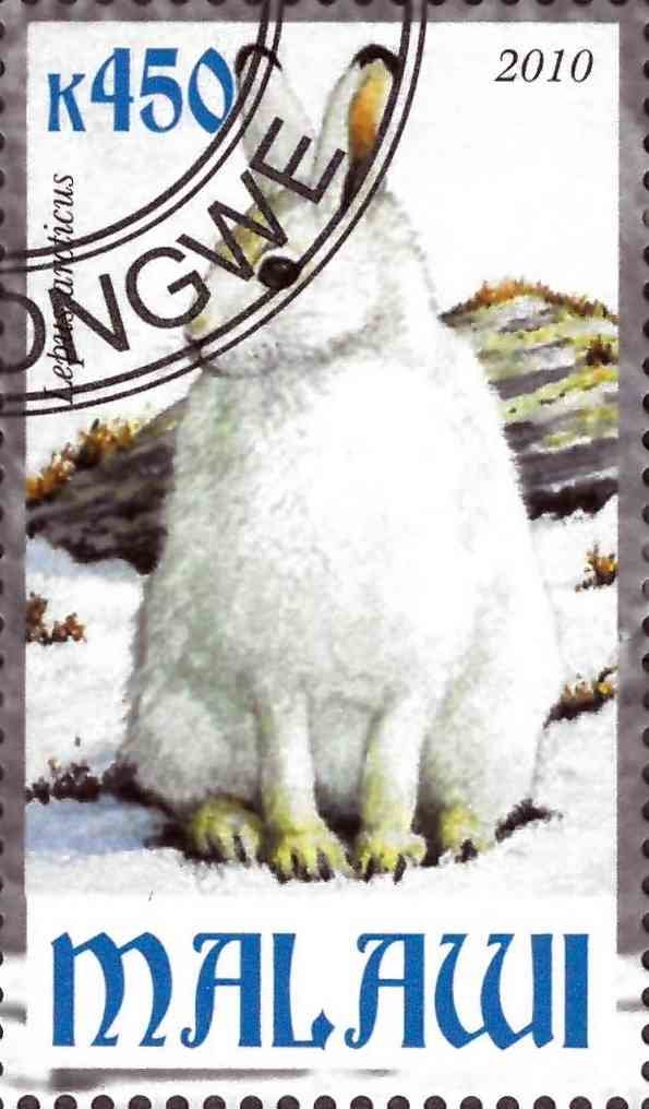 Lepus arcticus