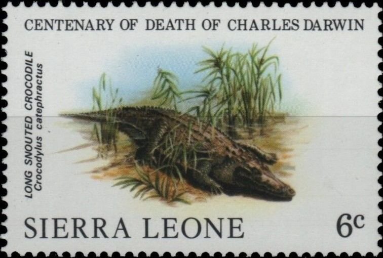 Long-snouted crocodile