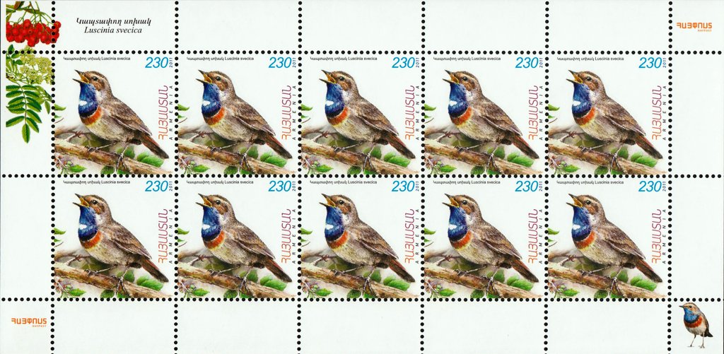 Bluethroat (Luscinia svecica)