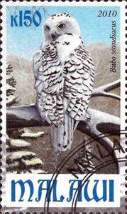 Stamp, Bubo scandiacus, Cinderellas,  , Animals (Fauna), Birds, Owls