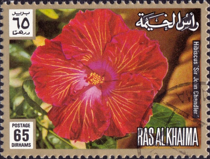 Hibiskus 'Sir John Chandler'