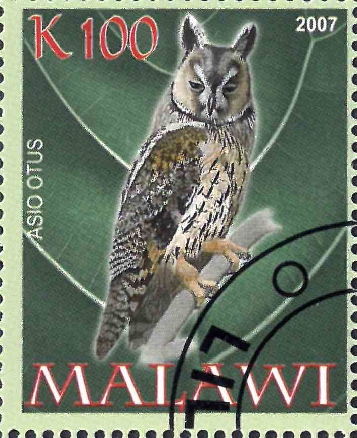 Asio otus