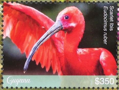 Scarlet Ibis    Eudocimus ruber