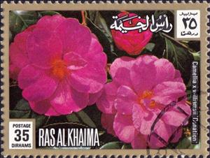 Stamp, Camellia x williamsii 'Donation', Ras al Khaimah,  , Flowers