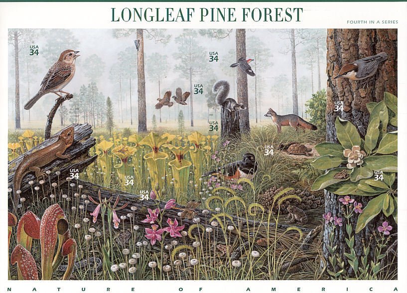 Longleaf Pine Forest