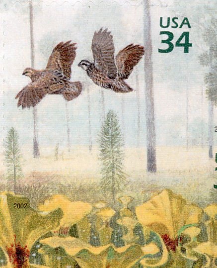 Northern Bobwhite (Colinus virginianus), Yellow Pitcherplant