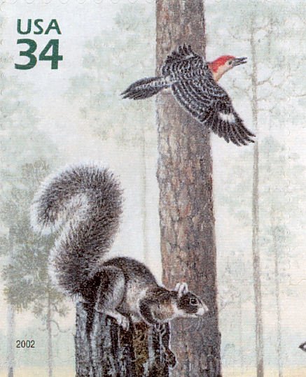 Fox Squirrel (Sciurus niger), Red-bellied Woodpecker (Melane