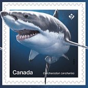 Sharks from Canadian Waters