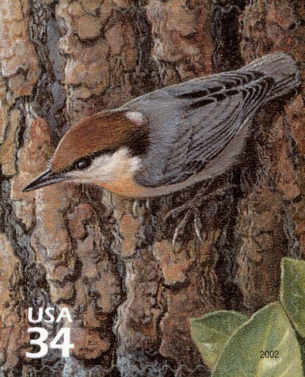 Brown-headed Nuthatch (Sitta pusilla)