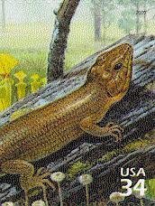 Broadhead Skink (Eumeces laticeps), Yellow Pitcherplant (Sar
