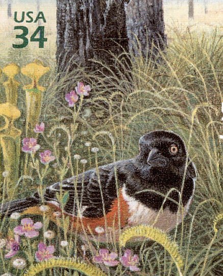 Eastern Towhee (Pipilo erythrophthalmus), Yellow Pitcherplan