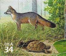 Gray Fox (Urocyon cinereoargentus), Gopher Tortoise