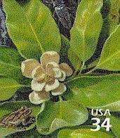 Stamp, Blind Click Beetle (Alaus myops), Sweetbay, United States of America,  , Frogs