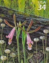Rosebud Orchid (Cleistesiopsis divaricata), Pipewort