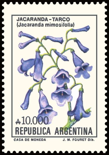 Jacarandá (Jacaranda mimosi-folia)