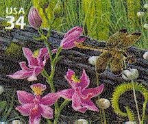 Stamp, Grass Pink Orchid, Yellow-sided Skimmer, Pipewort, Yellow Pi, United States of America,  , Orchids