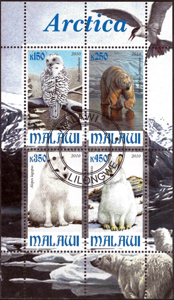 Arctica