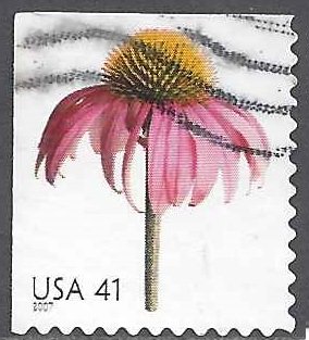 Coneflower