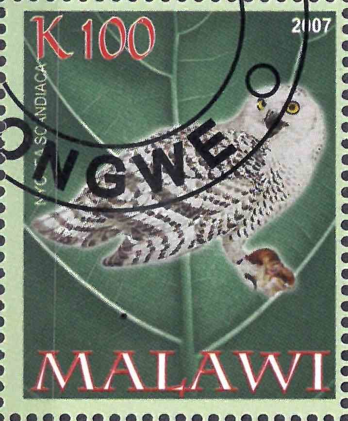 Owl