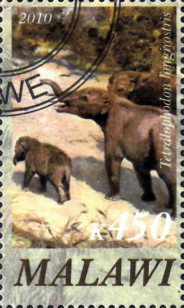 Tetralophodon longirostris