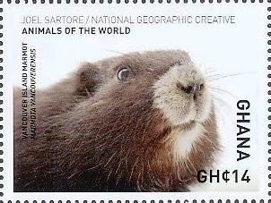 Vancouver Island marmot