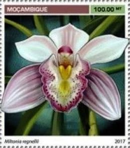 Miltonia regnellii