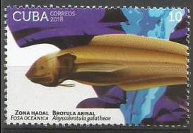 Abyssobrotula galatheae