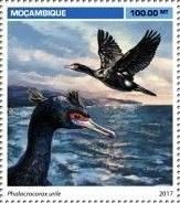 Phalacrocorax urile