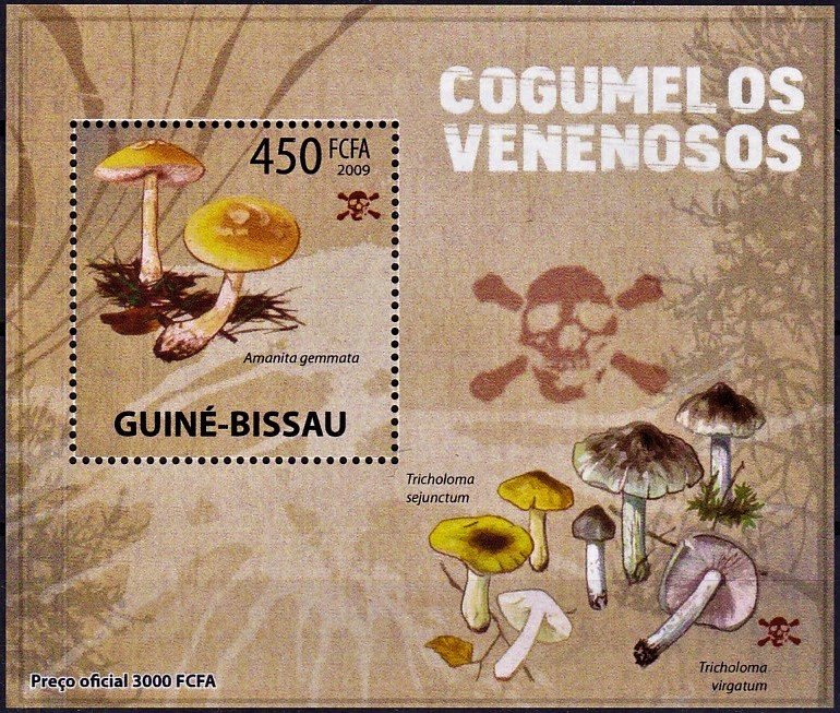 Amanita gemmata