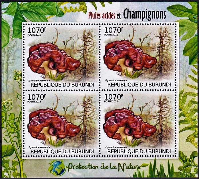 Gyromitra esulenta