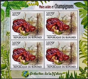 Mini Sheet, Gyromitra esulenta, Cinderellas,  , Mushrooms