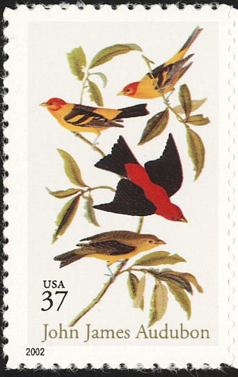 Scarlet Tanager (Piranga olivacea), Louisiana Tanager (Piran