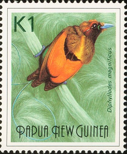 Magnificent Bird-of-paradise (Diphyllodes magnificus)