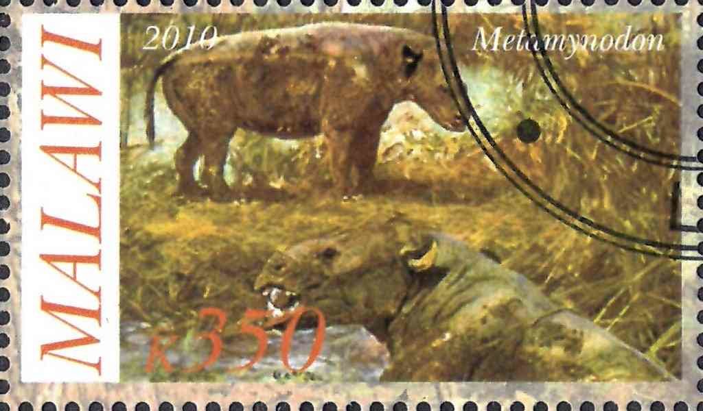 Metamynodon