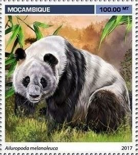 Ailuropoda melanoleuca