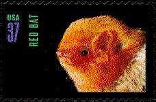 Red Bat (Lasiurus borealis)