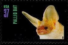 Pallid Bat (Antrozous pallidus)