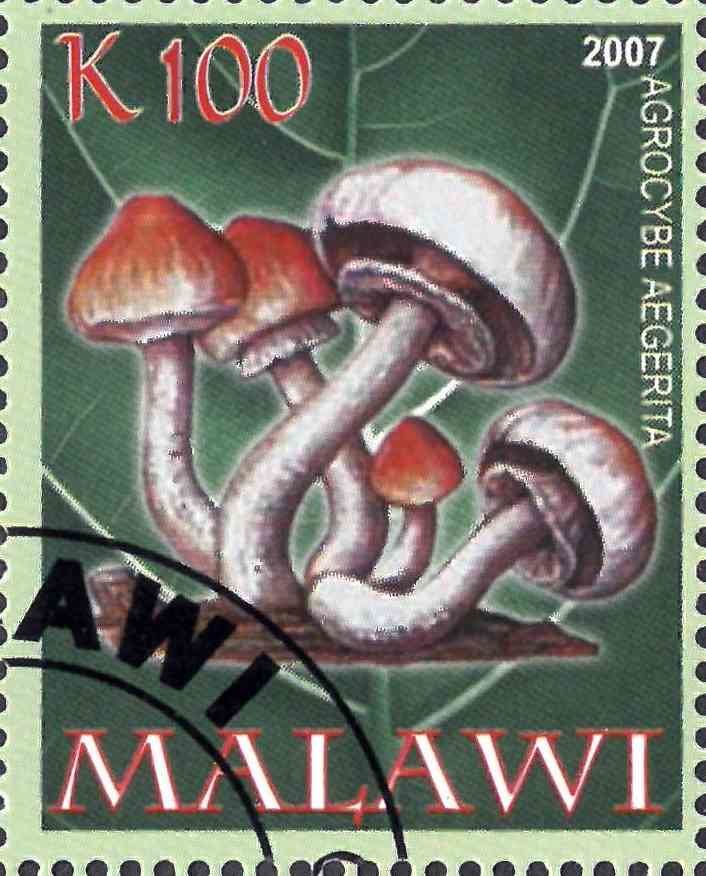 Agrocybe aegerita