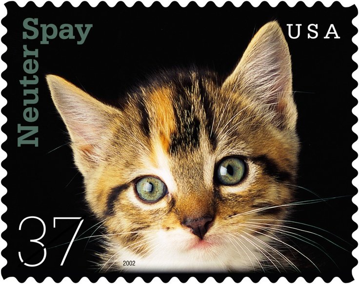 Cat (Felis silvestris catus) - Kitten