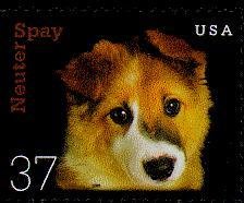 Dog (Canis lupus familiaris) - Puppy