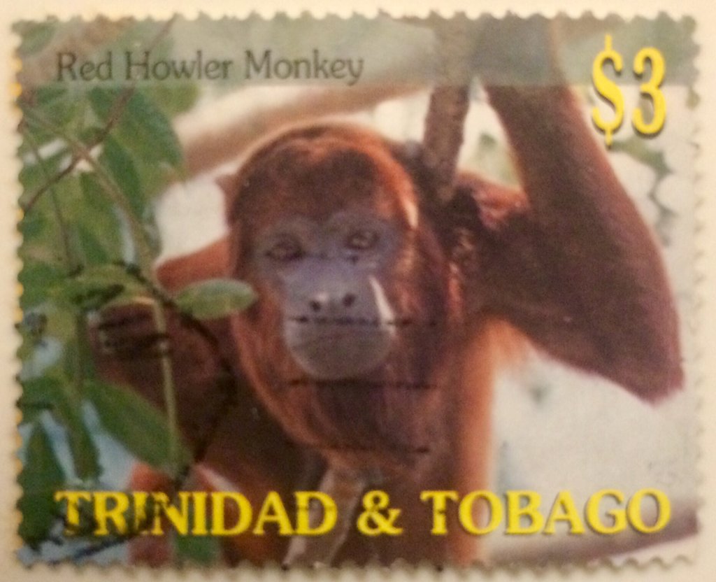 Red Howler Monkey