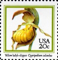 Yellow Lady's Slipper (Cypripedium calceolus)