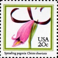 Spreading Pogonia (Cleistes divaricata)